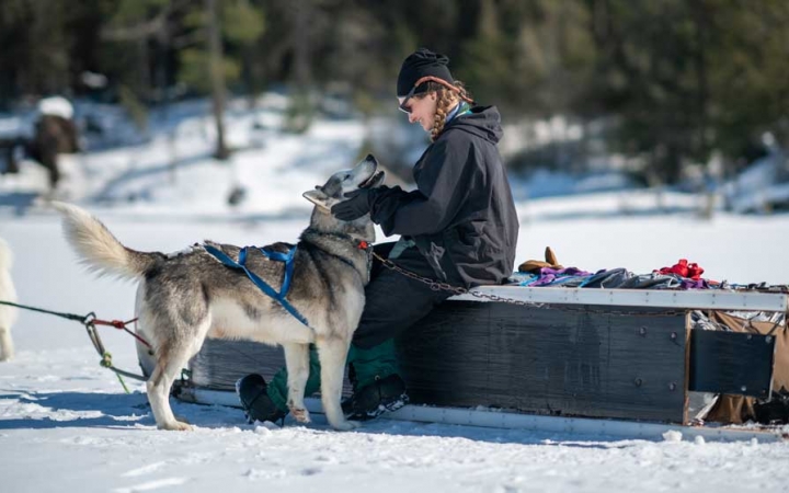 A person sits on the edge of a tipped-over sled and pats a sled dog